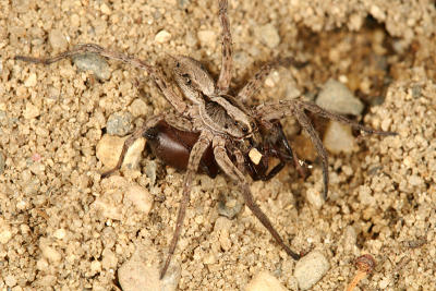 Gladicosa gulosa (eating another spider)