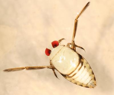 Notonecta sp. (nymph)