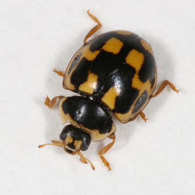Fourteen-spotted Lady Beetle - Propylea quatuordecimpunctata