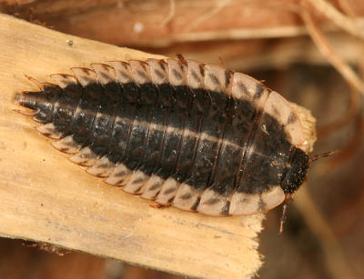 Margined Carrion Beetle larva - Oiceoptoma noveboracense
