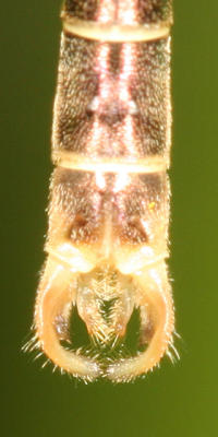 Slender Spreadwing - Lestes rectangularis (male)