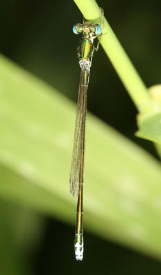male Sedge Sprite - Nehalennia irene (male)
