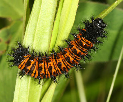 Baltimore Checkerspot - Euphydryas phaeton