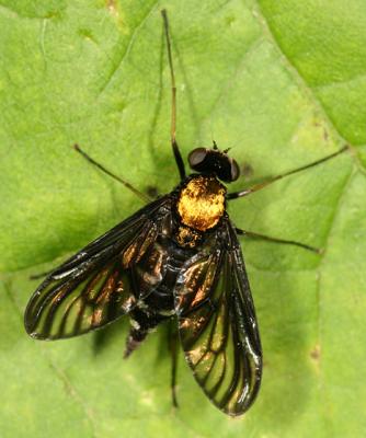 Golden-backed Snipe Fly - Chrysopilus thoracicus (female)