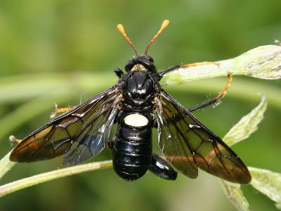 Cimbex americana