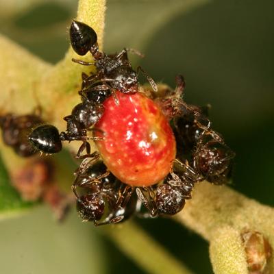  Soft Scale Insect Gall with Acrobat Ants tending - Coccidae