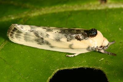 1011 -- Schlaeger's Fruitworm Moth -- Antaeotricha schlaegeri