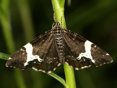 7294 -- White-banded Black Moth -- Rheumaptera subhastata