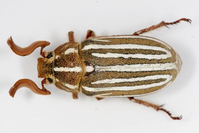 Scarab Beetles - Subfamily Melolonthinae - May Beetles & June Bugs
