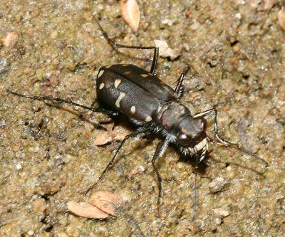 Oregon Tiger Beetle - Cicindela oregona