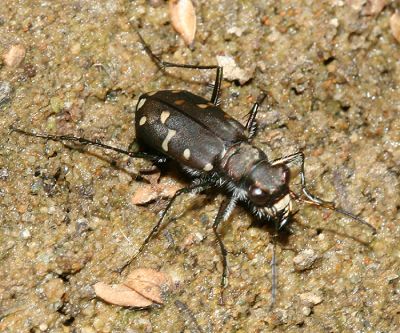  Oregon Tiger Beetle - Cicindela oregona