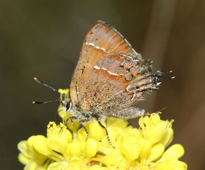 Great Basin Juniper Hairstreak - Callophrys gryneus chalcosiva