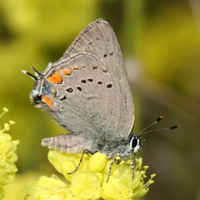 California Hairstreak - Satyrium californica