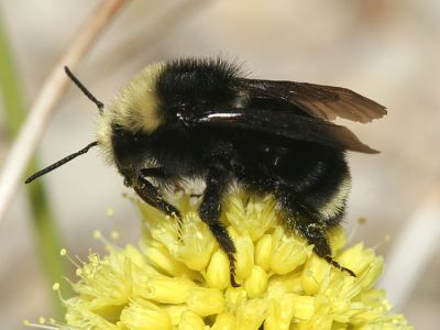 Yellow-faced Bumble Bee - Bombus vosnesenskii