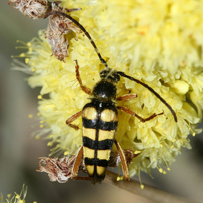 Stenostrophia tribalteata sierrae