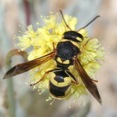 Calif. Wasps and Bees