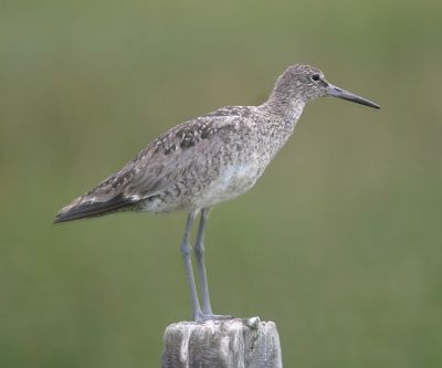 Willet - Tringa semipalmata