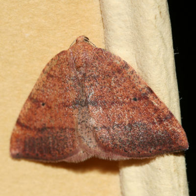 6688 - Drepanulatrix carnearia