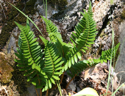 Narrowleaf Swordfern - Polystichum imbricans imbricans