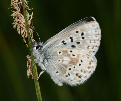 Sierra Nevada Blue - Plebejus podarce