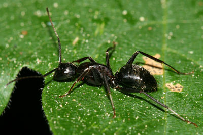 Camponotus laevigatus