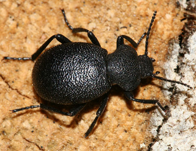 Darkling Beetles - Subfamily Tenebrioninae