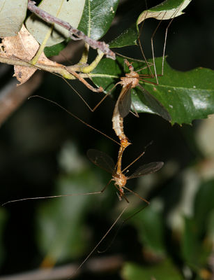 crane flies mating - Tipula sp.