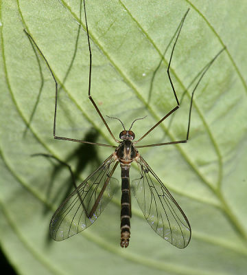 Net-winged Midges - Blephariceridae