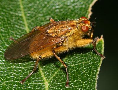 Golden Dung Fly - Scathophaga stercoraria