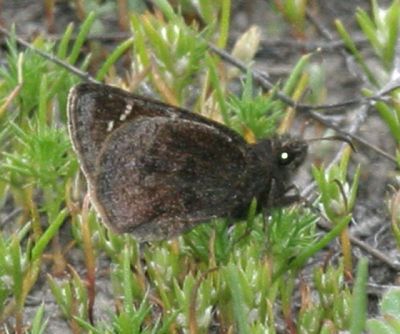 Mexican Cloudywing - Thorybes mexicana