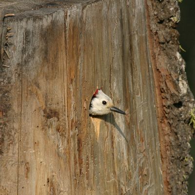 White-headed Woodpecker - Picoides albolarvatus (male)