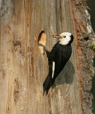 White-headed Woodpecker - Picoides albolarvatus (female)