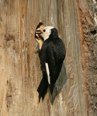 White-headed Woodpecker - Picoides albolarvatus (female feeding young)