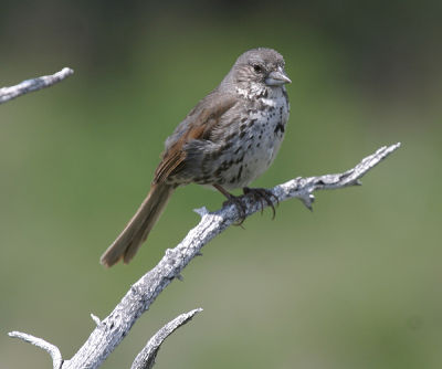 Fox Sparrow - Passerella iliaca stephensi