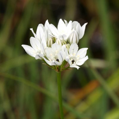 White Brodiaea - Triteleia hyacinthina