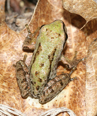 Sierran Tree Frog - Pseudacris sierra