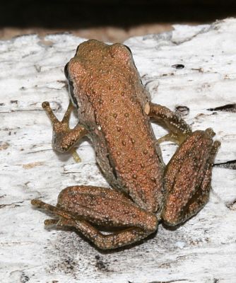Sierran Tree Frog - Pseudacris sierra