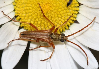 Stenocorus vestitus (male)