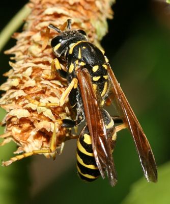  European Paper Wasp - Polistes dominulus