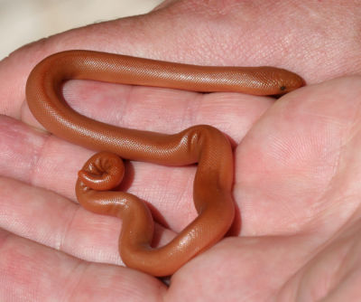 Rubber Boa - Charina bottae