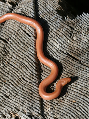 Rubber Boa - Charina bottae