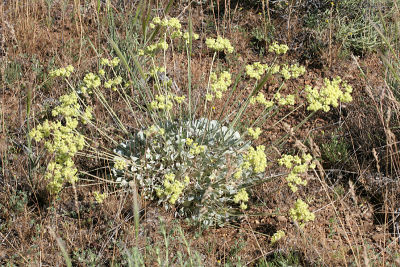 Hoary Buckwheat - Eriogonum incanum