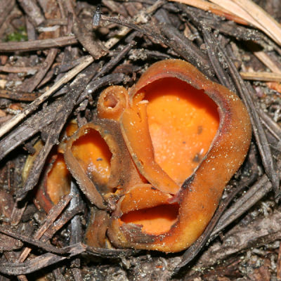 Orange Peel Fungus - Caloscypha fulgens