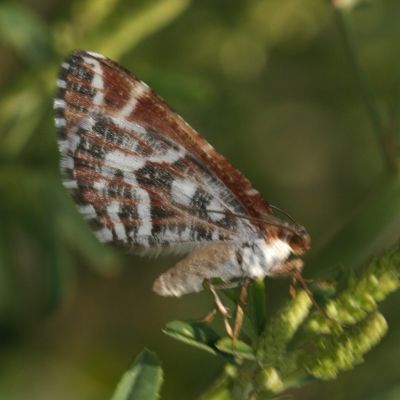 7363W - Marmopteryx marmorata