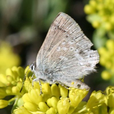 Sagebrush Sooty Hairstreak - Satyrium semiluna