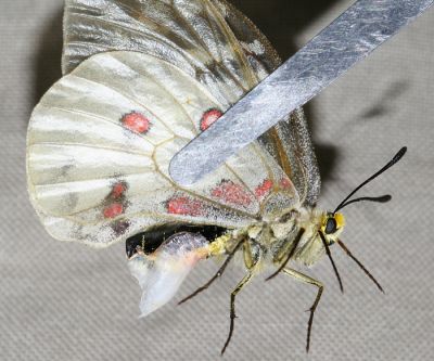 female Clodius Parnassian with a mating plug - Parnassius clodius