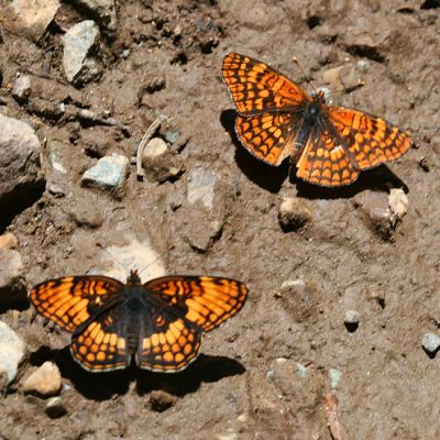 Hoffmans Checkerspot - Chlosyne hoffmani and Northern Checkerspot - Chlosyne palla