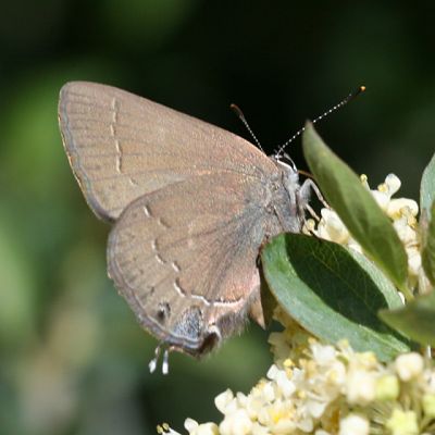 Hedgerow Hairstreak - Satyrium saepium