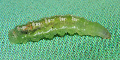 Eupeodes sp. larva