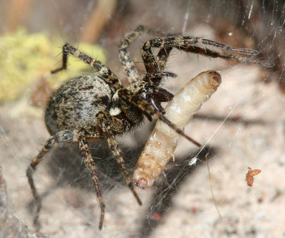  Funnel-Web Spider - Agelenidae